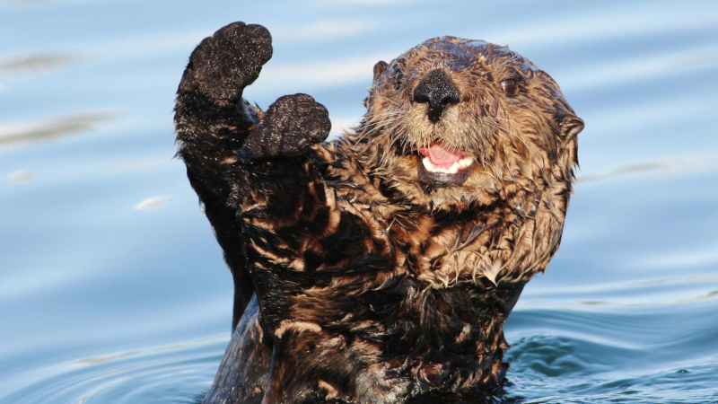 Happy Otter