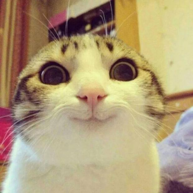 Cat smiling