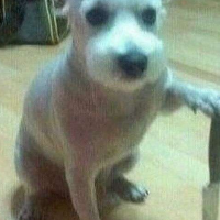 baralho