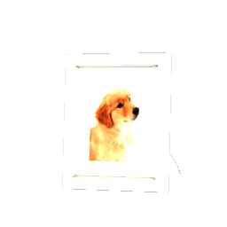 Standing Photo - Golden Puppy