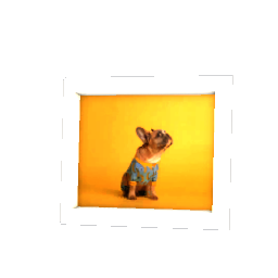 Standing Photo - Dog