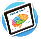 Brain Picture