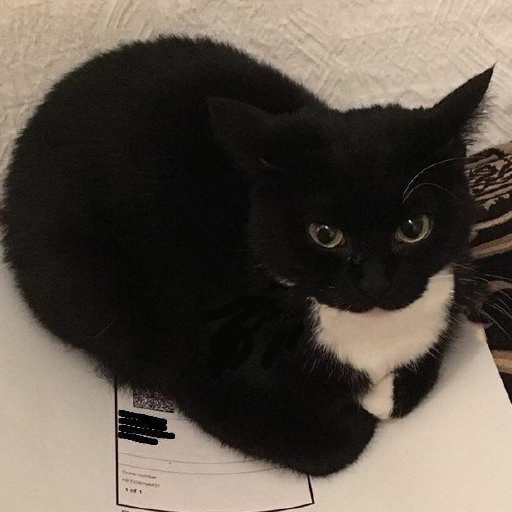 cat meme