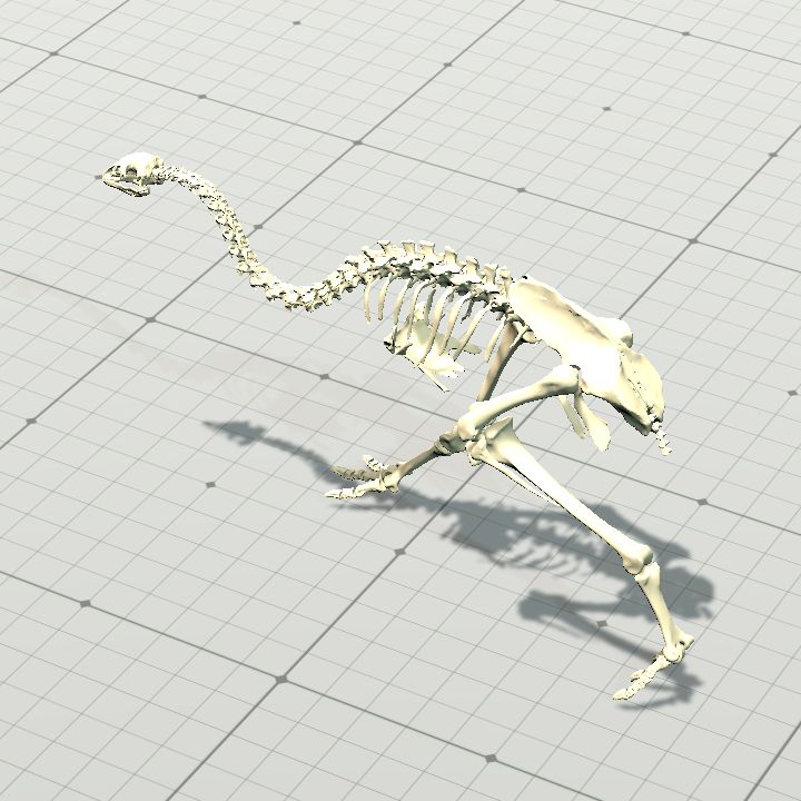 Bird (Moa), Skeletal