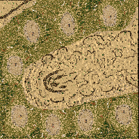 Thorn Crown  (2-8)  -mostly fair-