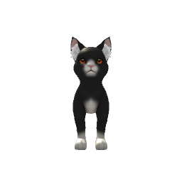 Black and White Cat