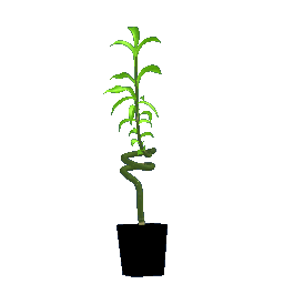 Bamboo Stalk in Dark Vase