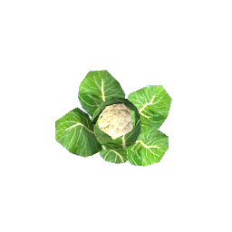 Cauliflower (Growing)