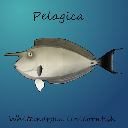 Pelagica - Whitemargin Unicornfish
