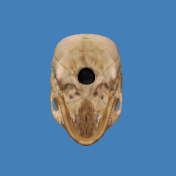 HumanSkull.obj