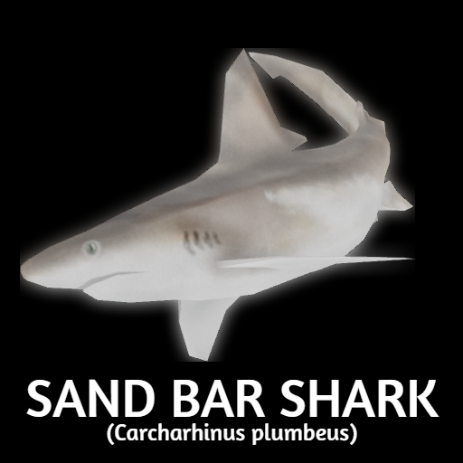 Sand Bar Shark