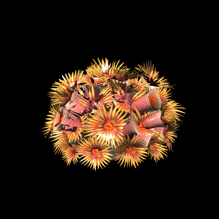 DA_CoralTussock2_061