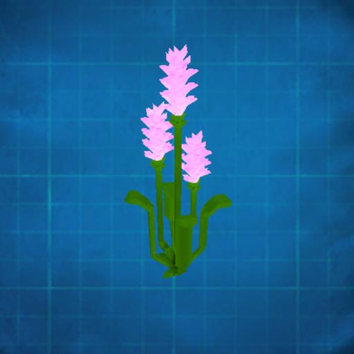 Plantago