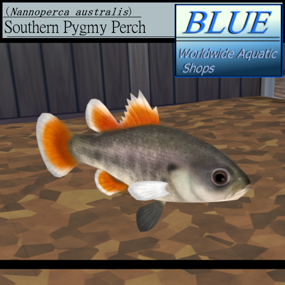 BLUE - Southern Pygmy Perch