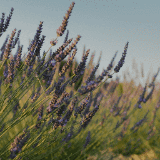 lavender field preview