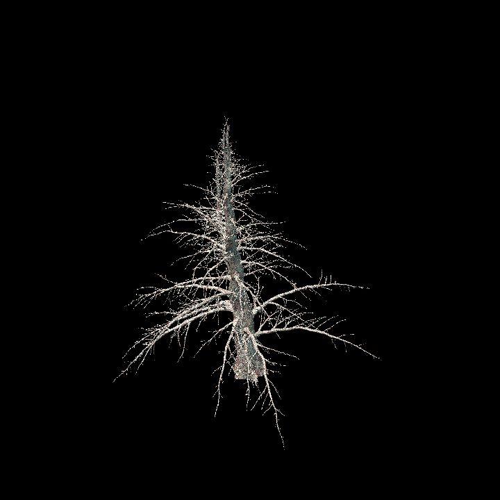 Nature, Tree, Bare 14