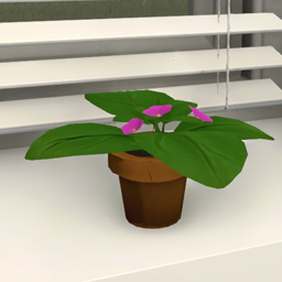 Plant Violet 10cm