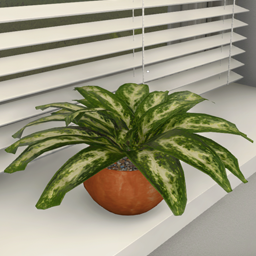 Plant Dieffenbachia aka Dumb Cane 22cm