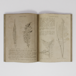 Old Book Open