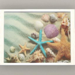 Seashells Framed Picture