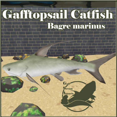 Gulf Stream Aquaria - Gafftopsail Catfish