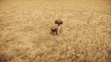 Gondwanagaricites 4