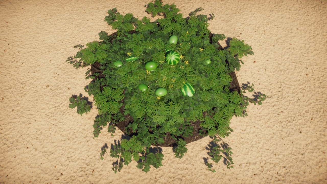 Melon patch