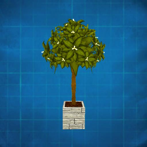 Citrus tree in a planter