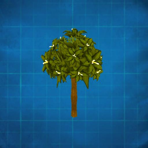 Citrus tree