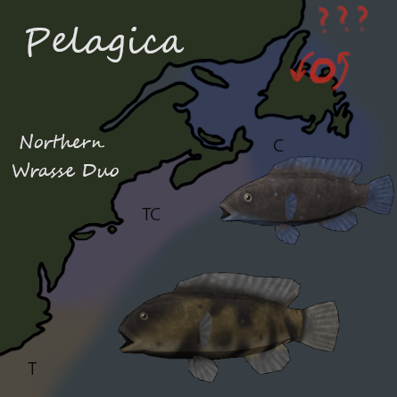 Pelagica - Northern Wrasse Duo