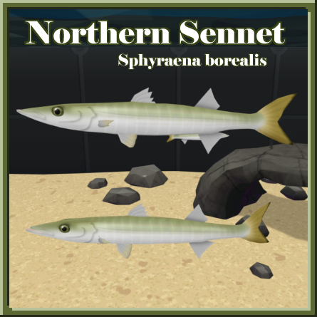 Gulf Stream Aquaria - Northern Sennet