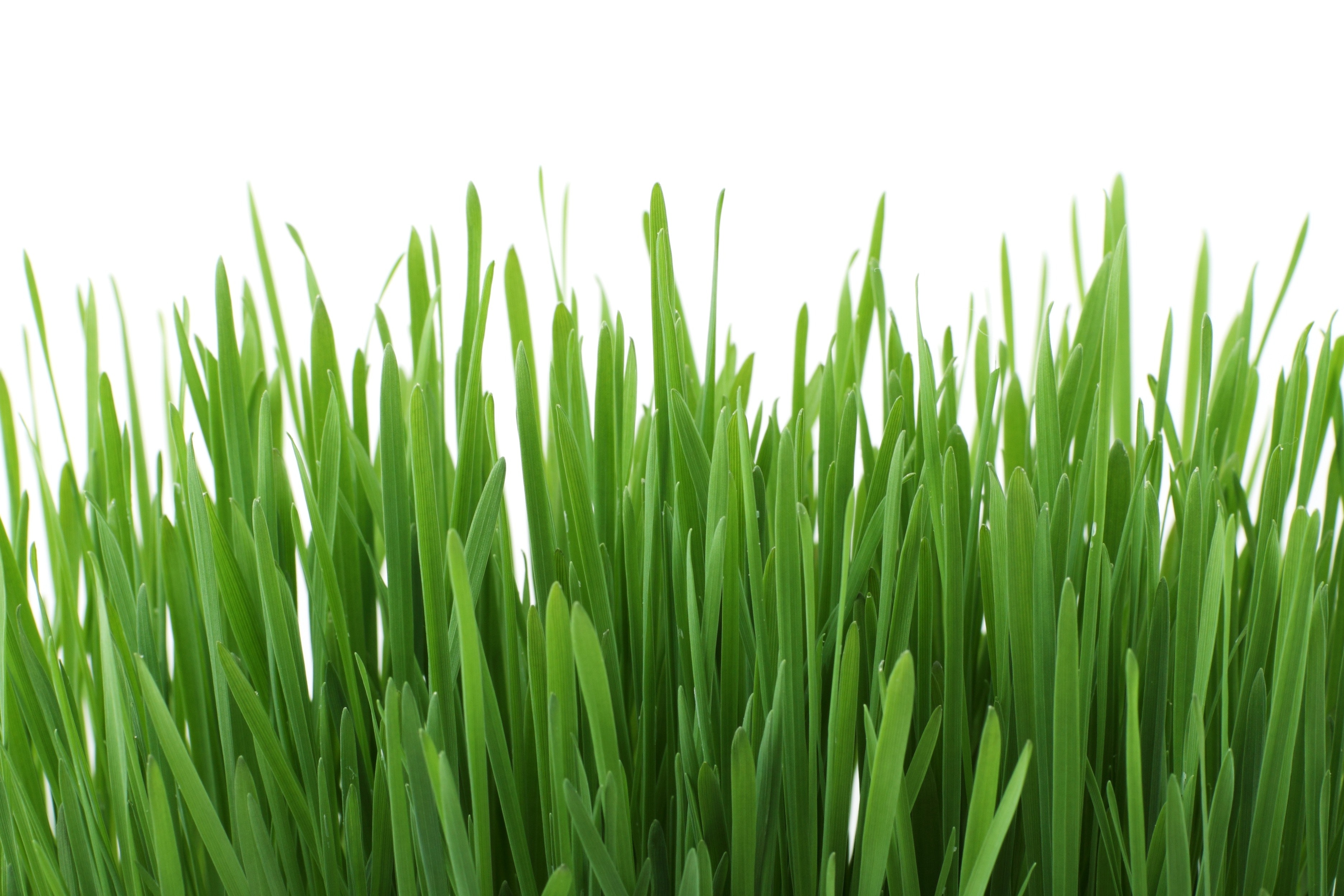 Grass