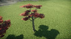Japanese red maple 3