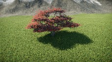 Japanese red maple 4