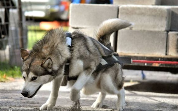 驮运能力 Pack ability for all animals