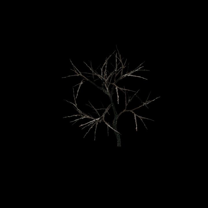 Nature, Plant, Rose Hip 6