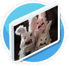 Three Scary Bunnies