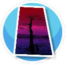 Black Tree Sunset