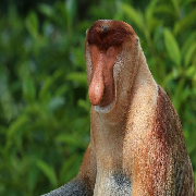 SCP-039