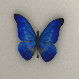 Midnight Blue Butterfly- Angled Flight