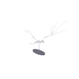 Bat Skeleton Mounted