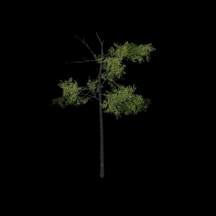 Nature, Tree 11