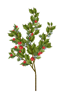 American Holly tree