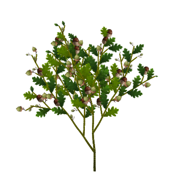 English Oak tree
