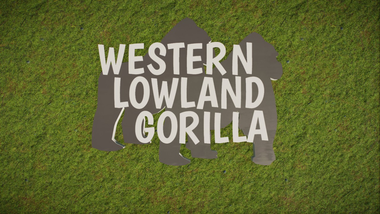Western Lowland Gorilla