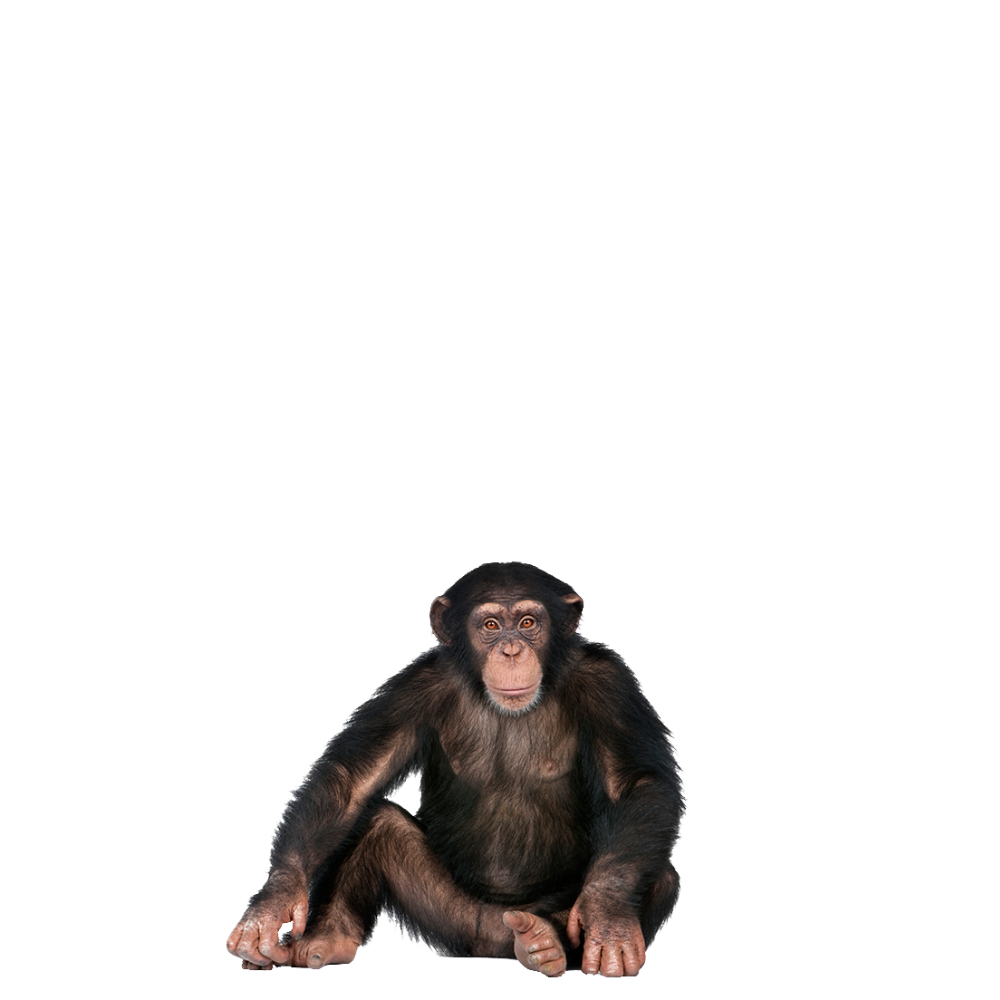 Funny Monkey