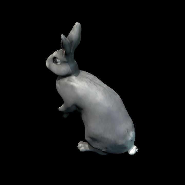 Standing Gray Rabbit 2