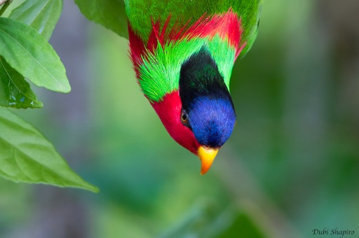 Birdy