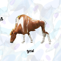 strong horses