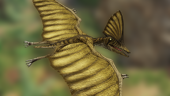 Sphyraena Tupa (Mut+Skin)